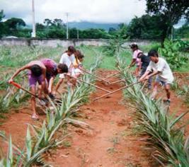 El campo y el empleo ilegal el futuro hipotecado.
